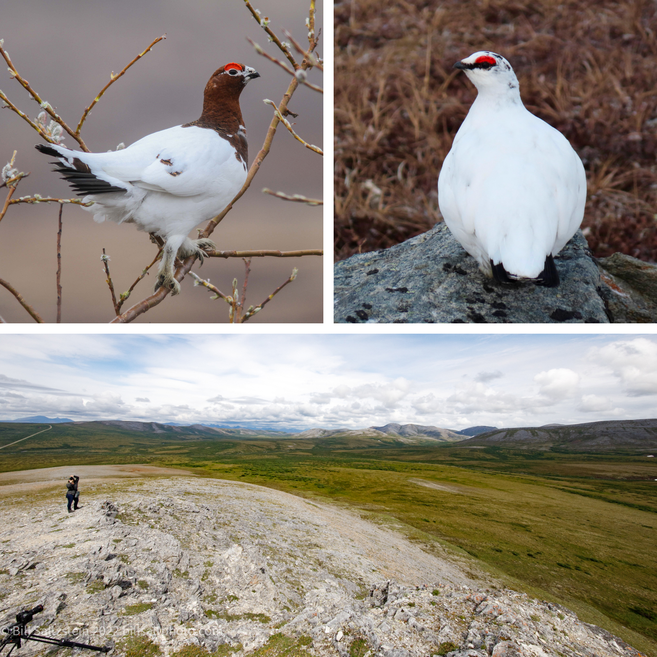 Gyrfalcon Prey Likely to Respond Differently to Climate Change | The ...