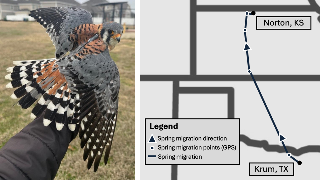 Two photos. Left shows a male American Kestrel being held by a scientist with a tracking device on its back. Right is a map showing GPS points recorded by a kestrel fitted with a tracking device.