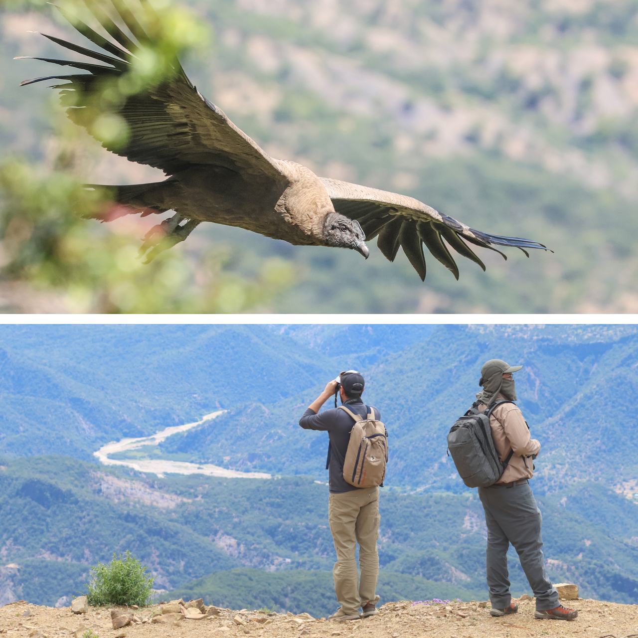Two photos. Top shows an Andean Condor in flight. Bottom shows two scientists using binoculars to look out over a wide valley.