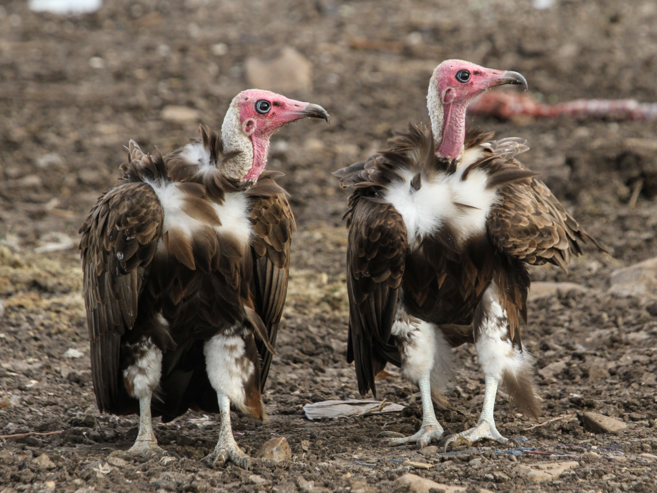 Two Hooded Vultures standing on the ground.