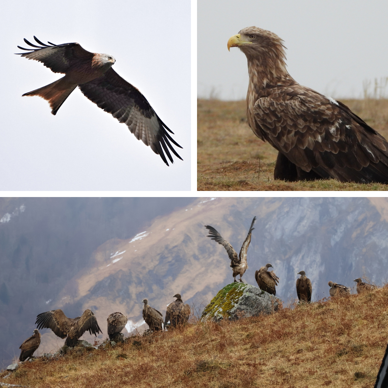 Three photos. Top left shows a Red Kite in flight. Top right is a close-up of a White-tailed Sea-eagle perched on the ground. Bottom is a flock of Griffon Vultures perched on the ground in front of a distant snow-covered mountain.