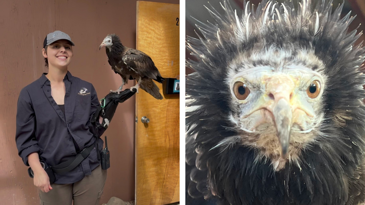 Two photos. Left is ambassador Egyptian Vulture Ramses perched on the glove of Raptor Specialist II Jadn Soper. Right is a closeup of Ramses' face.