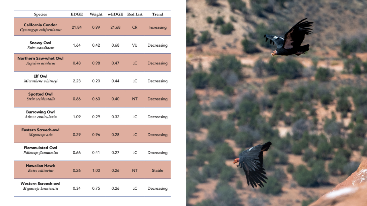 Two images. Left is an excerpt from the book with a table showing the conservation status of select North American raptors. Right is two California Condors in flight.