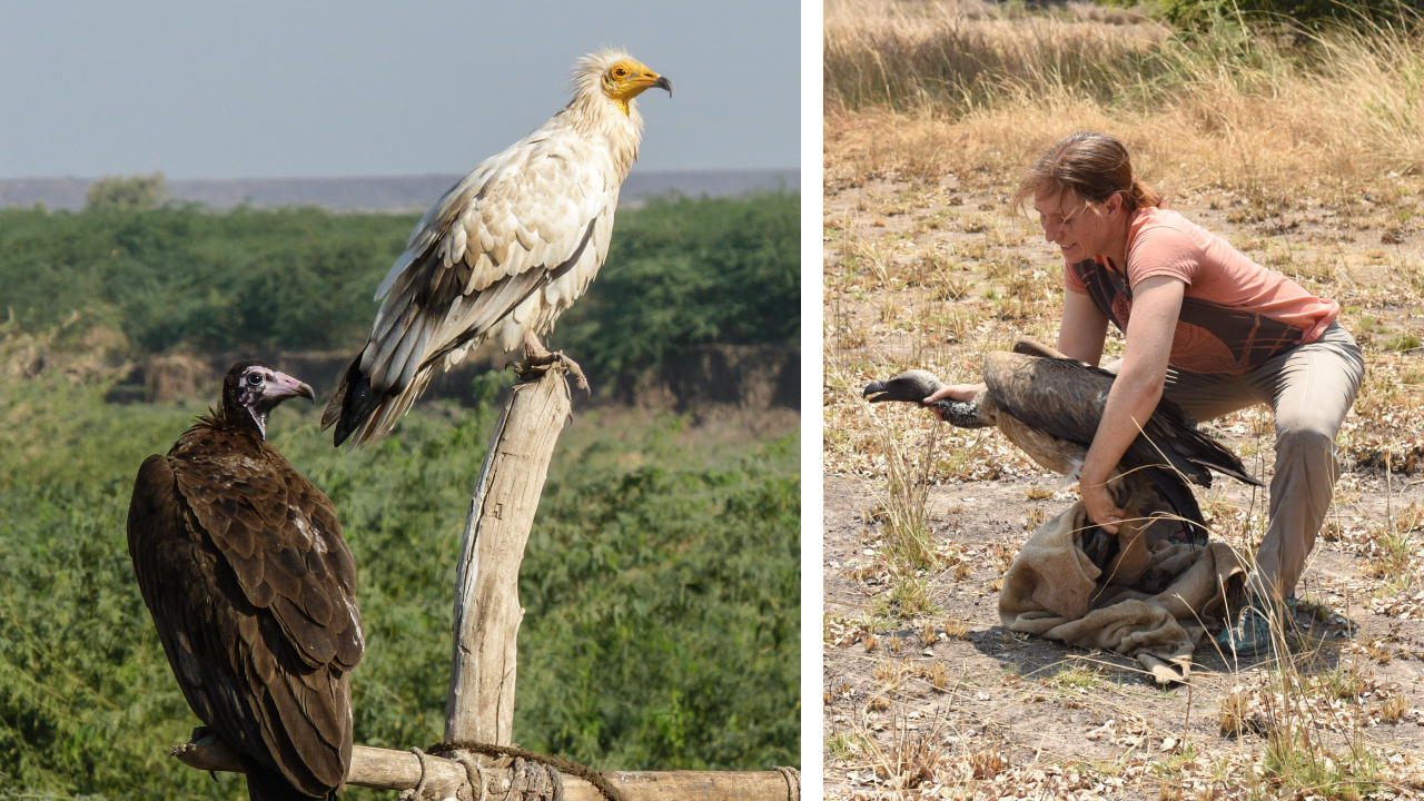 Two photos. Left shows a Hooded Vulture and an Egyptian Vulture perched on a fence. Right shows our new Southern Africa Program Director Dr. Corinne Kendall releasing a newly banded White-backed Vulture.