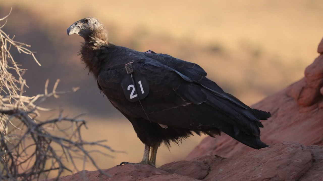 California Condor 1221 (&quot;Milagra&quot;) standing on a rocky cliff edge.