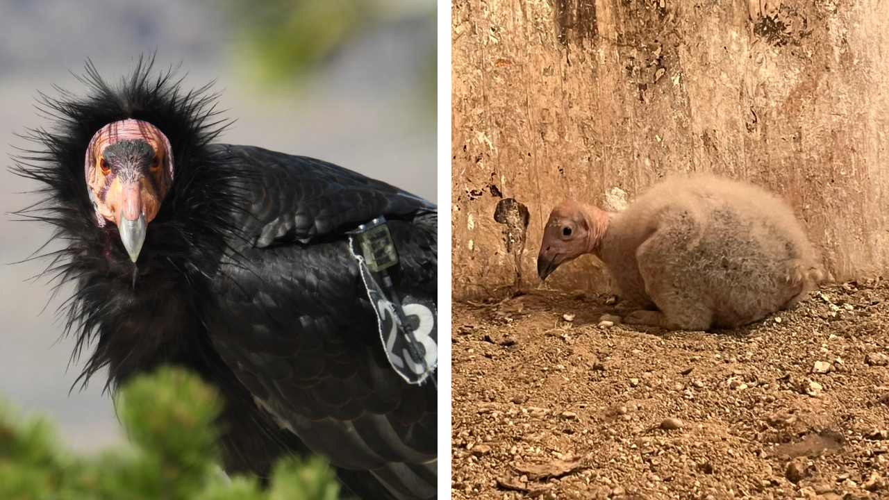 Two photos. Left is a closeup of the head of Condor 123. Right is a down-covered nestling condor in its artificial nest box at our propagation facility.