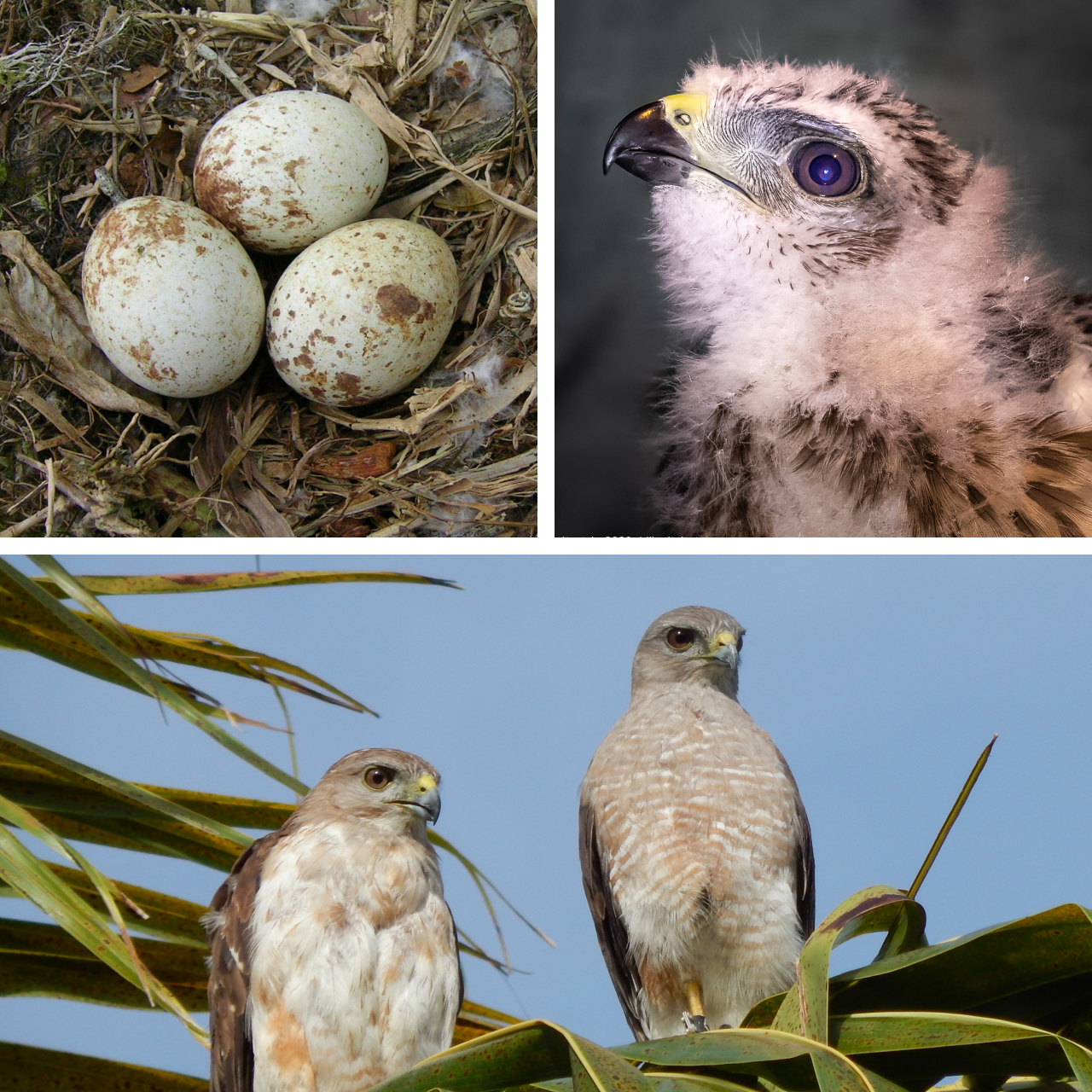 Three photos. Top left is a Ridgway's Hawk nest with three eggs. Top right is a closeup of the face of a Ridgway's Hawk nestling. Bottom shows a pair of adult Ridgway's Hawks perched on a palm tree.