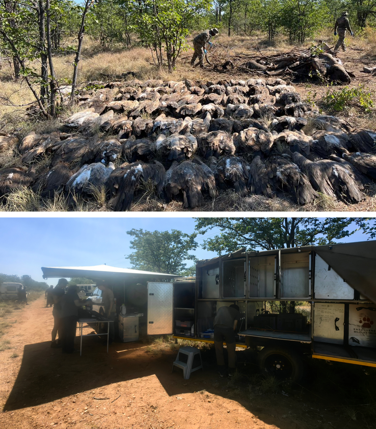 Two photos. Top shows rows of dozens of dead vultures following an illegal poisoning event. Behind them, biologists prepare to burn the bodies. Bottom shows a triage trailer where biologists are attending to sickened vultures.