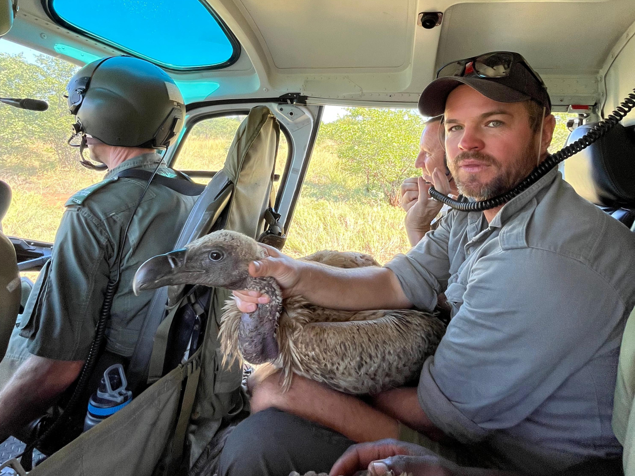 A biologist holds a sickened vulture inside a helicopter.