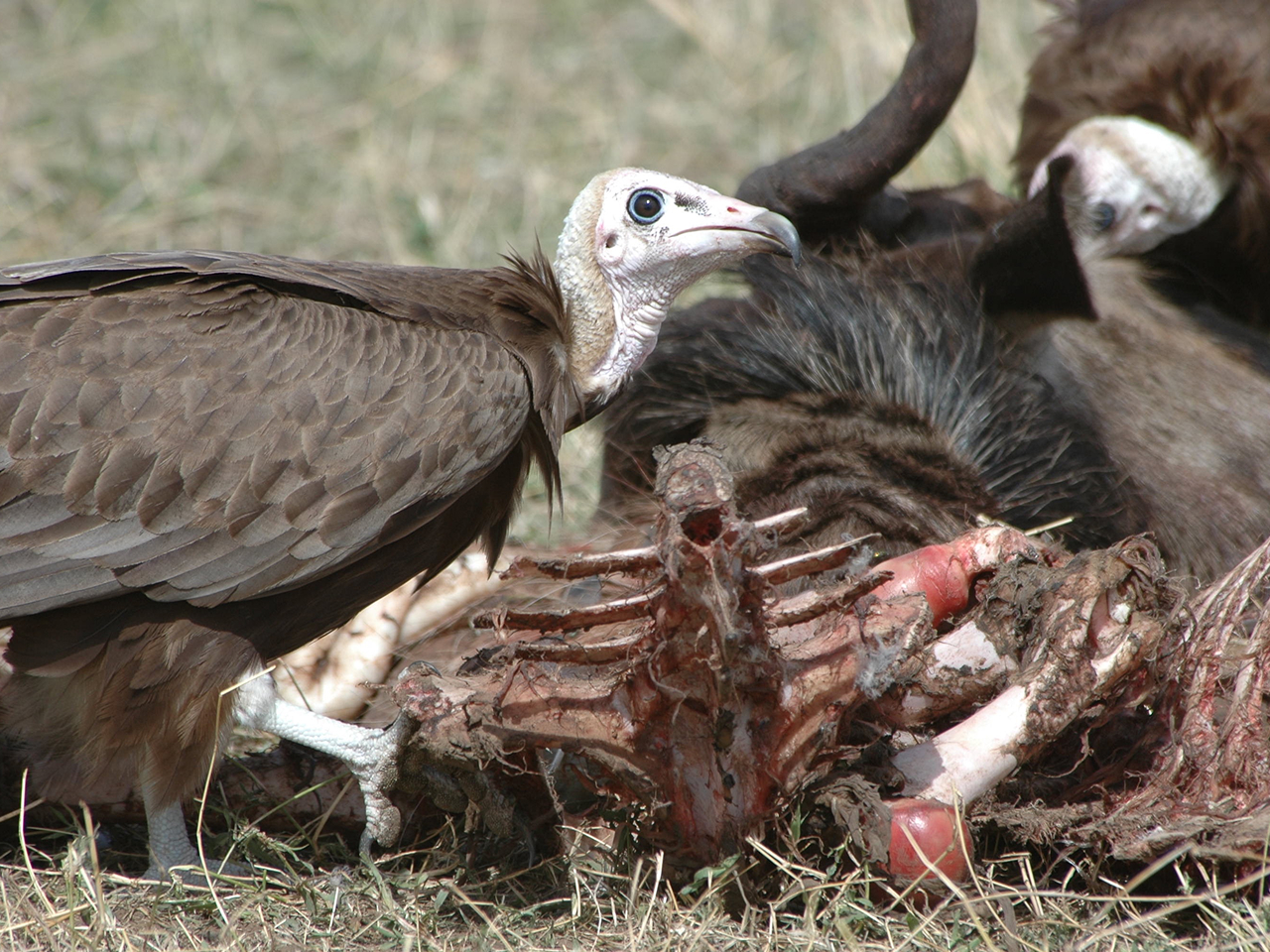 A Hooded Vulture standing next to the largely picked-clean rib cage of a dead animal.