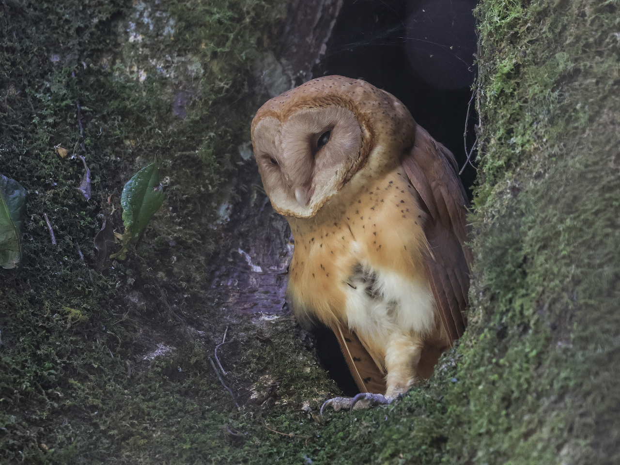A Madagascar Red Owl roosting in a shady hollow tree trunk.