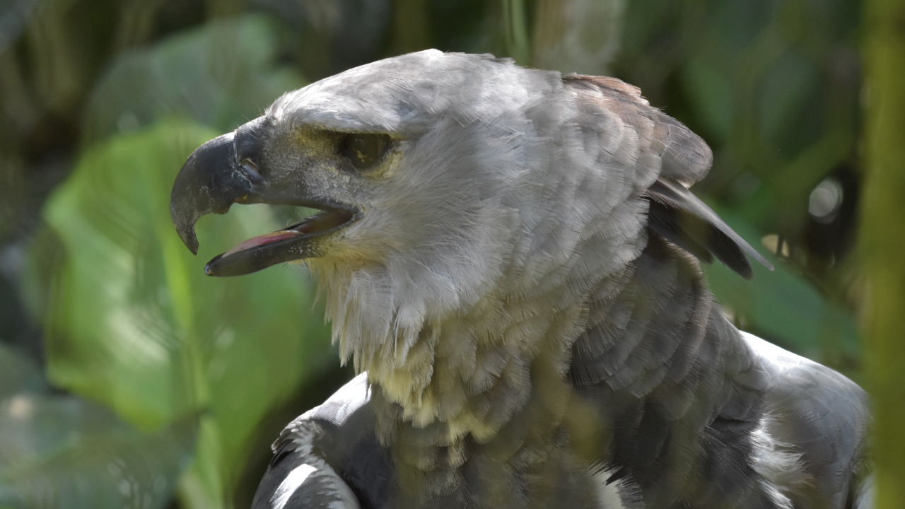 A closeup of a Harpy Eagle with its mouth open.