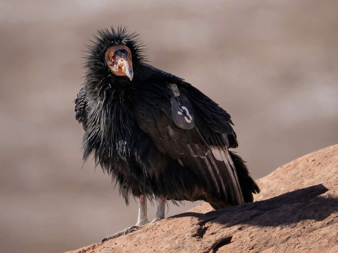 A California Condor standing on a rocky cliff edge.