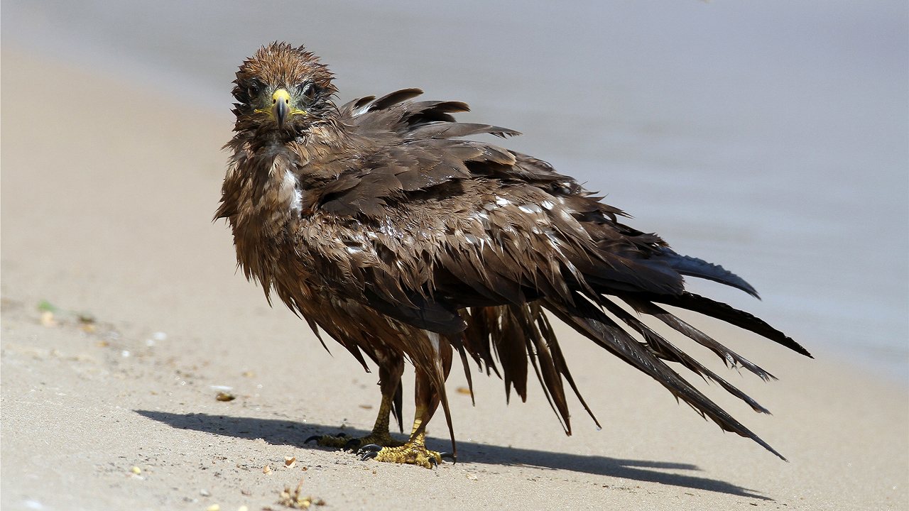A very wet and bedraggled-looking Black Kite standing on a beach.