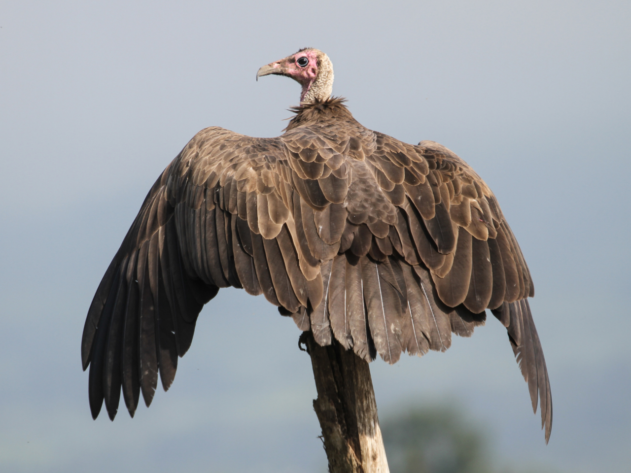A Hooded Vulture perched on a fence post with its wings spread.