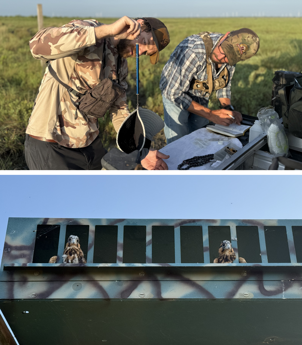 Two photos. Top shows two scientists weighing a nestling Aplomado Falcon and recording data. Bottom shows two near-fledgling age falcons peering out of an artificial nesting structure.