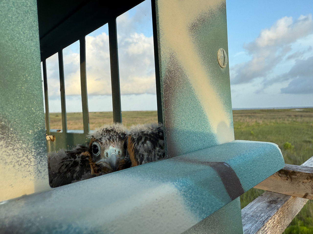 Two Aplomado Falcon nestlings peer out of an artificial structure on North Padre Island, TX.