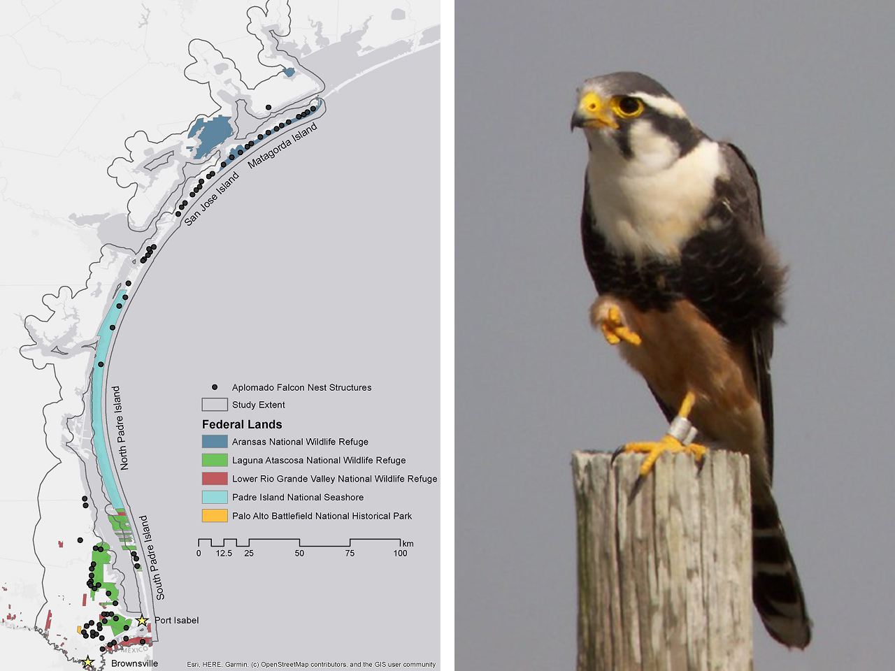 Two images. Left shows a map of The Peregrine Fund's Aplomado Recovery Program study area. Right shows an adult Aplomado Falcon perched on a fence post.