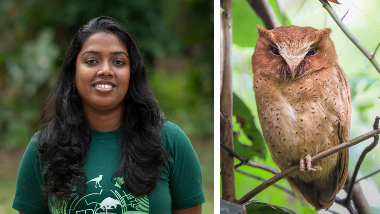 Two images. Left is biologist Waruni Tissera posing and smiling. Right is a Serendib Scops-owl perched on a branch.