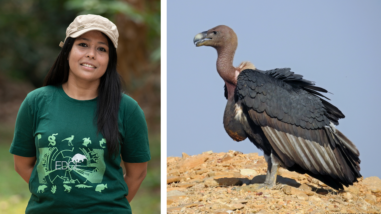 Two images. Left is biologist Malyasri Bhattacharya posing and smiling. Right is a White-rumped Vulture standing on a dirt mound.