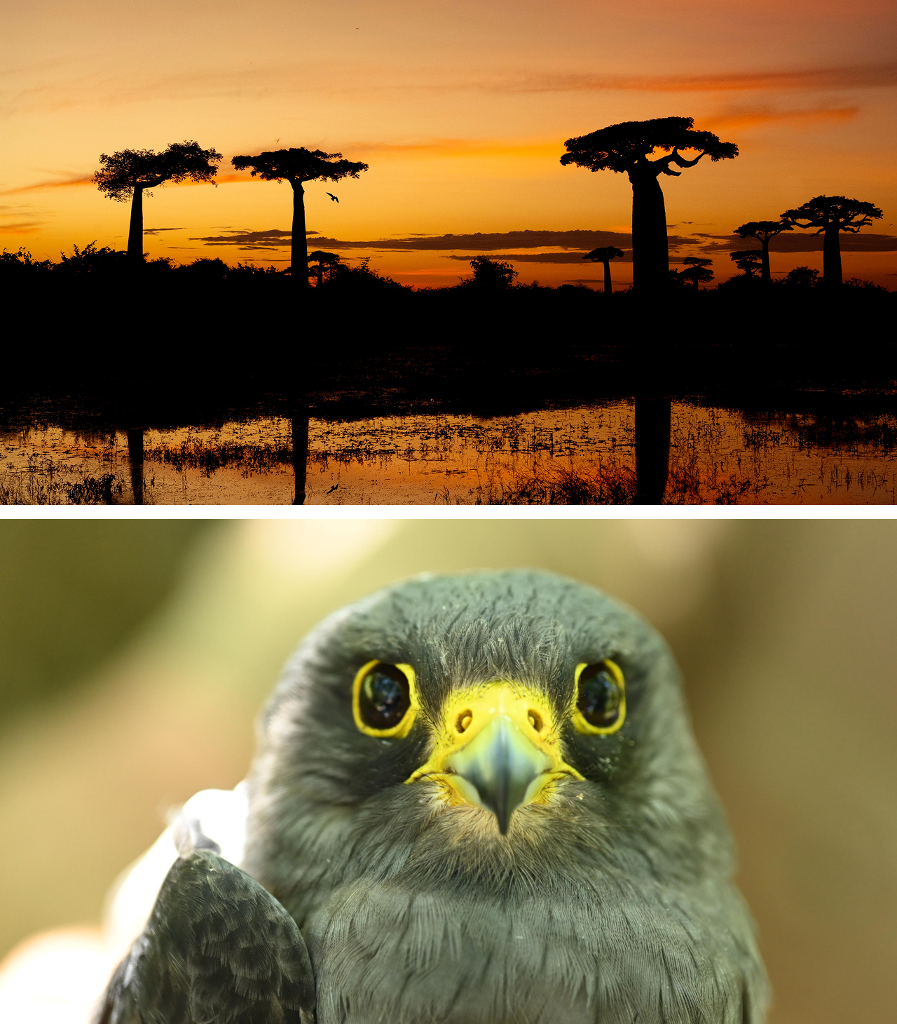 Two photos. Top shows the Alley of the Baobabs at sunset. Bottom shows a closeup of the face of a Sooty Falcon.