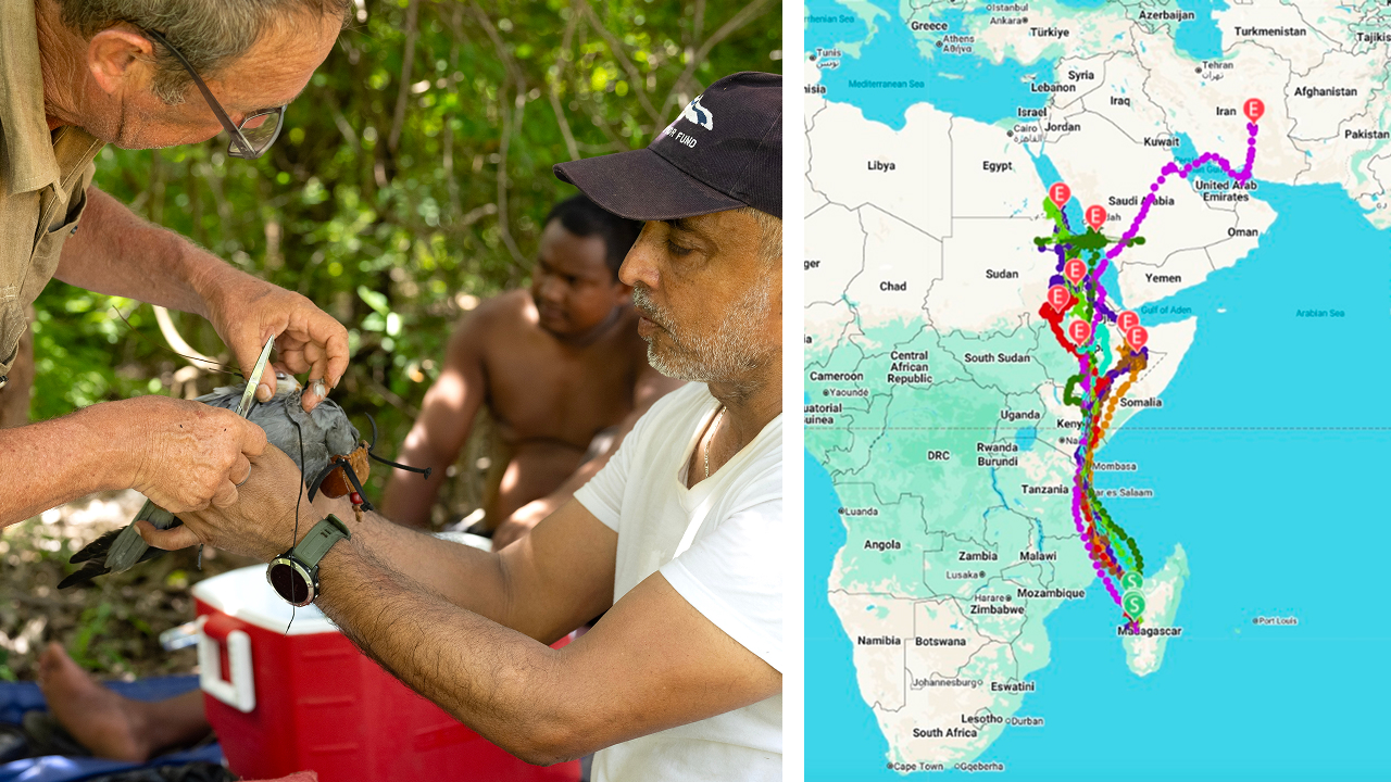 Two images. Left shows two scientists putting a tracking device on a Sooty Falcon. Right is a map of migration routes from eight Sooty Falcons fitted with tracking devices.