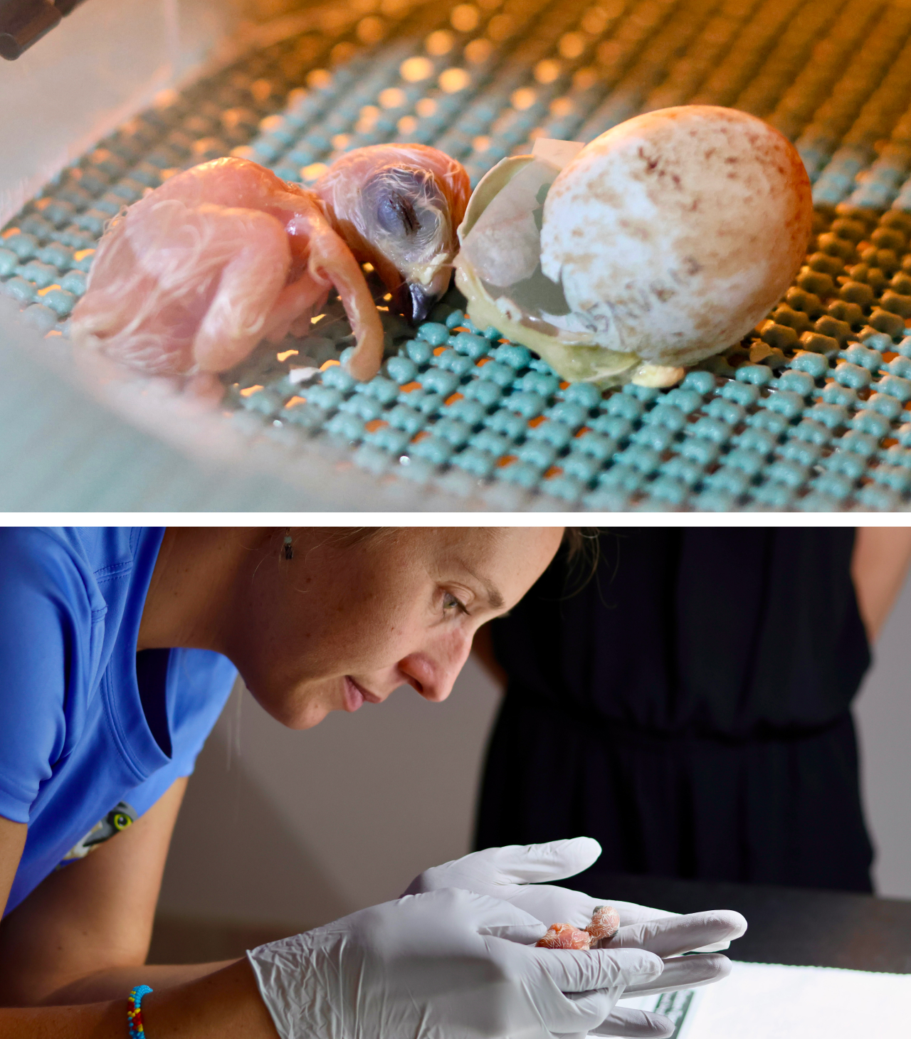 Two photos. Top shows a healthy and freshly hatched female Puerto Rican Sharp-shinned Hawk in the hatcher prior to being moved to the brooder. Bottom shows Hana Weaver transferring a freshly hatched hawk to the brooder with her other siblings.