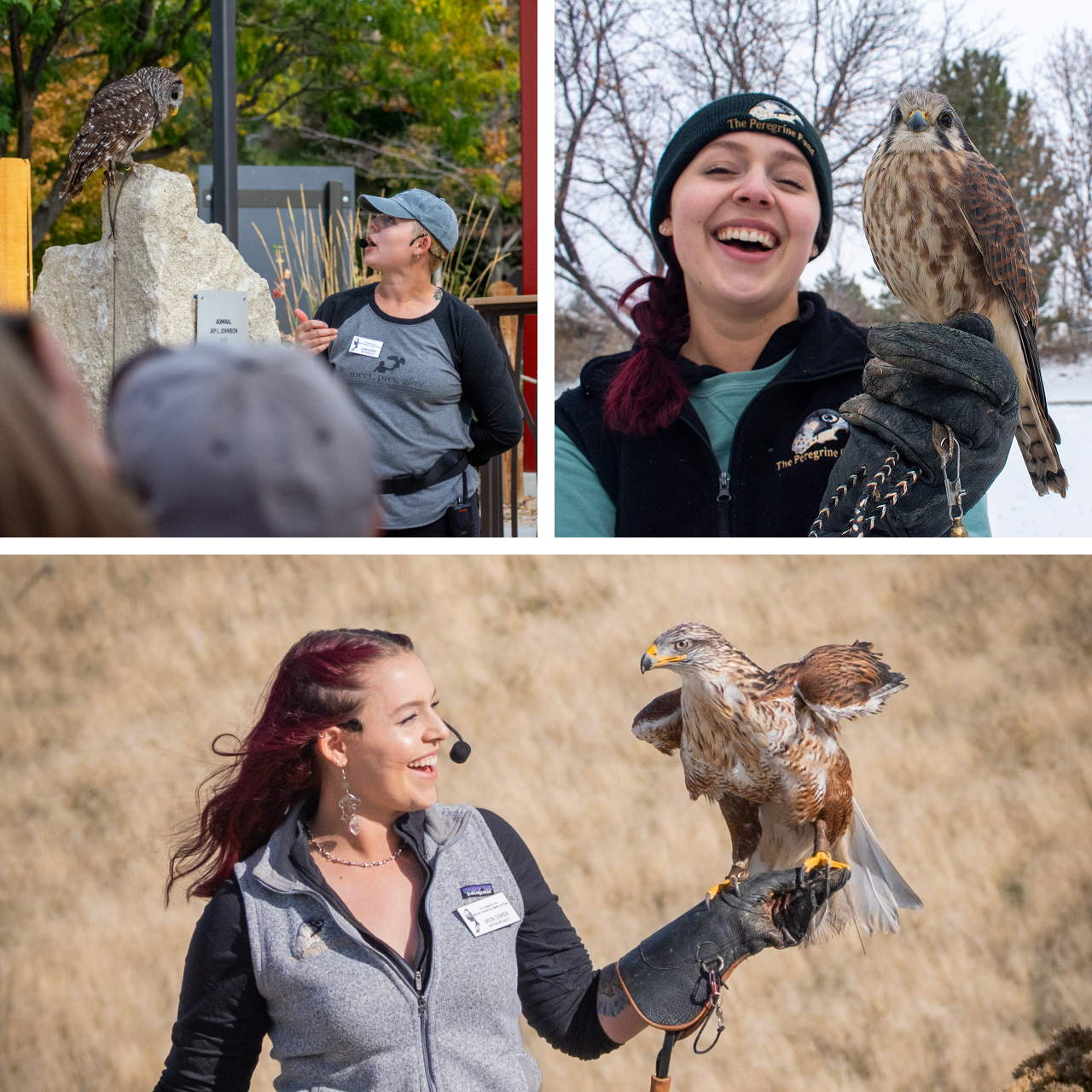 Three photos of Jadn Soper. Top left shows her presenting to a crowd with Barred Owl Whisper perched on a stone pillar. Top right shows her laughing with American Kestrel Penny on her glove in a snowy landscape. Bottom shows ambassador Ferruginous Hawk Farah perched on her glove.