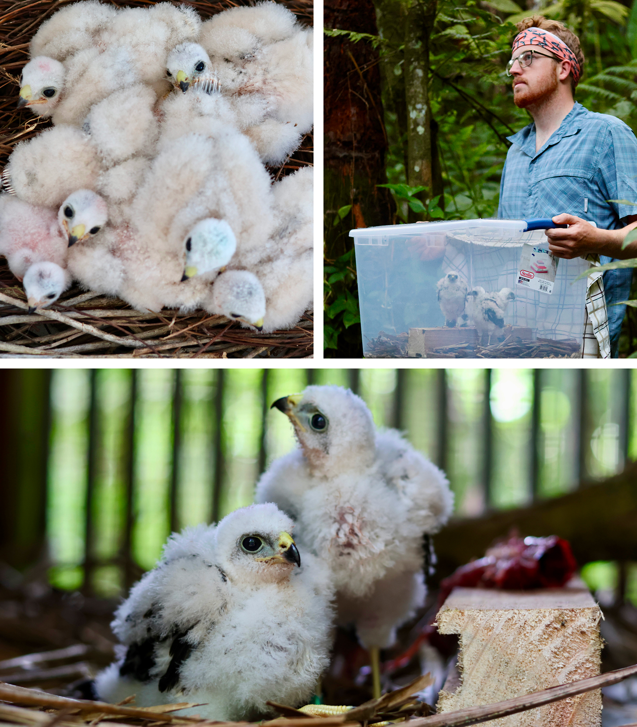 Three photos. Top left shows hand-reared hawks ranging from 5–14 days old at our propagation facility. Top right shows Brendan Burns transferring three 20-day-old nestlings to the release site. Bottom shows two female nestlings at the release site.