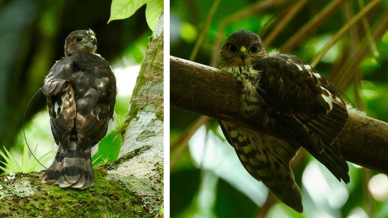 Two photos. Left shows an immature hawk perched on a branch. Left shows another immature hawk laying down on a branch. Tracker antennas are visible on both birds.