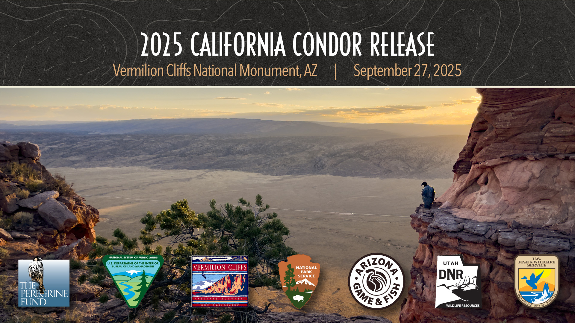 A newly-released immature California Condor perched on a rock cliff overlooking Arizona's House Rock Valley. Overlaid text reads &quot;2025 California Condor Release: September 27, 2025.&quot; Also overlaid are the logos of The Peregrine Fund, BLM, Vermilion Cliffs NM, NPS, AZ Game &amp; Fish, UT DNR, USFWS.