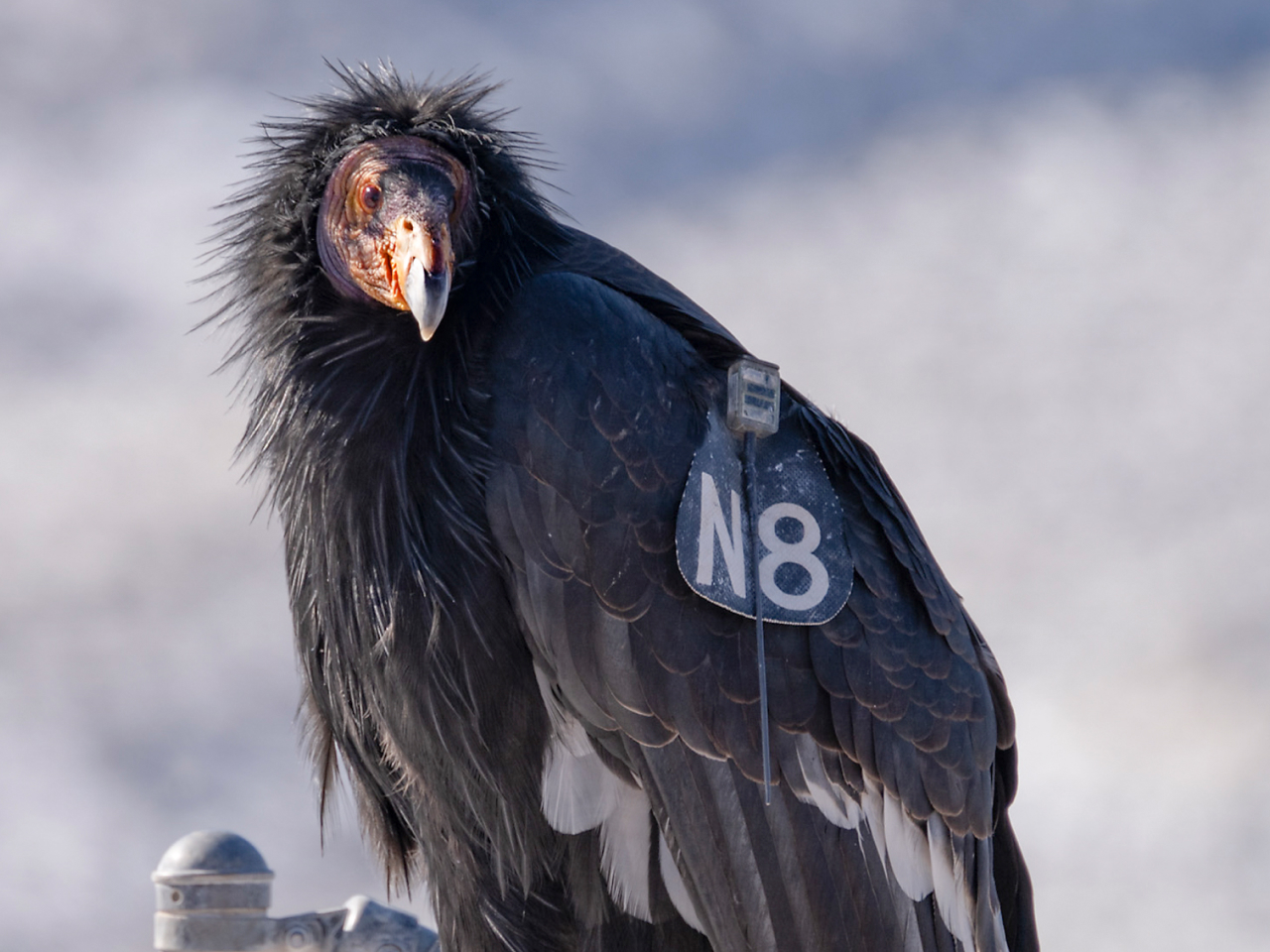 A closeup of an adult California Condor with a tracker prominently visible on its wing.