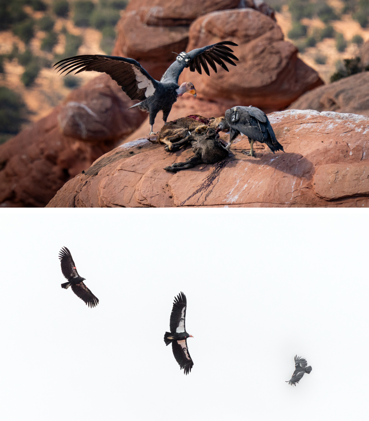 Two photos. Top shows an immature and adult condor together feeding on a dead calf. Bottom shows three condors in flight.