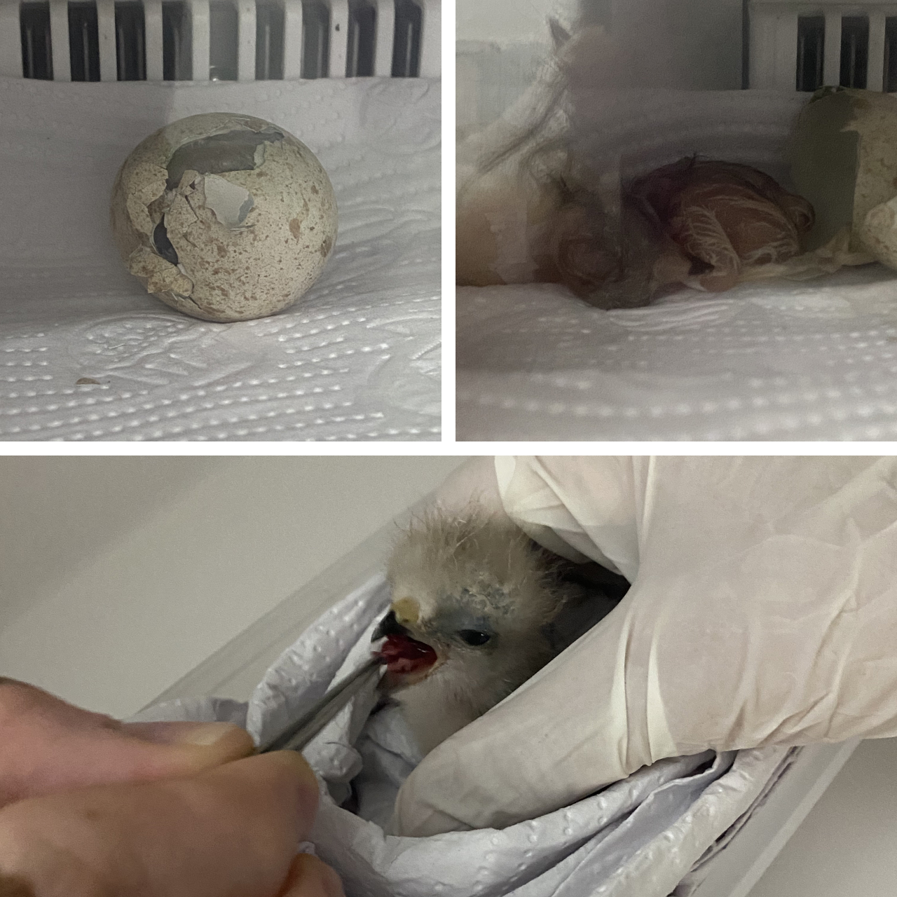 Three images. Top left shows a hatching Ridgway's Hawk egg in an incubator. Top right shows the hatchling moments after emerging from the shell. Bottom shows the nestling at several days old being fed by our team with tweezers.