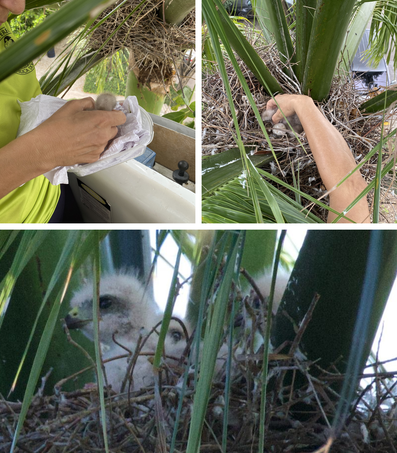 Three photos. Top left and right show one of our team members using a lift to place the nestling into a foster nest in a palm tree. Bottom shows three Ridgway's Hawk nestlings, including the fostered nestling, together in their nest.