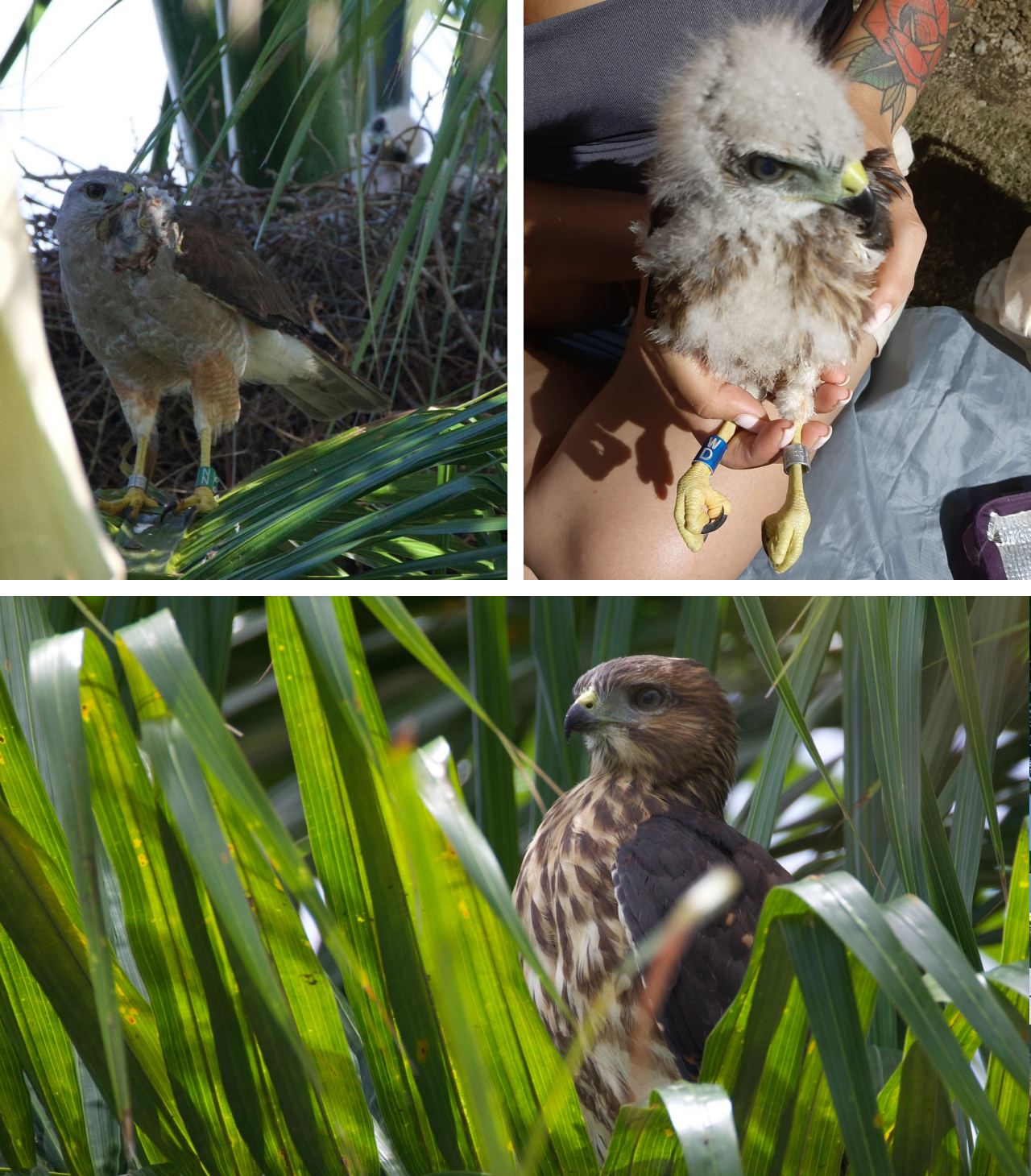 Three photos. Top left shows on of the &quot;foster parent&quot; hawks perched on a branch outside the nest with food in its mouth as a nestling in the nest looks on. Right shows the fostered nestling being held by one of our crew members during banding. Bottom shows the fostered hawk after fledging perched in the fronds of a palm tree.