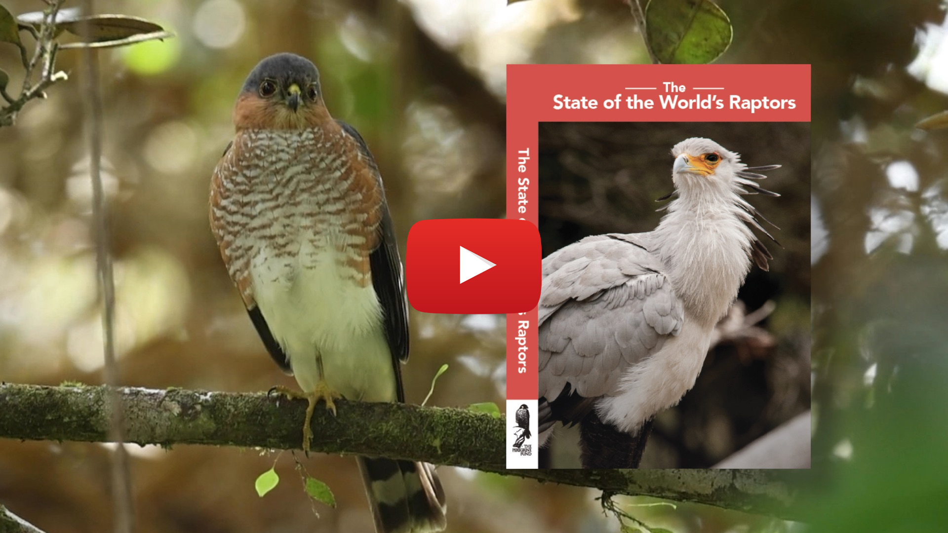 A Puerto Rican Sharp-shinned Hawk perched on a branch. Overlaid is the cover of the new book &quot;The State of the World's Raptors&quot; and a video play button.