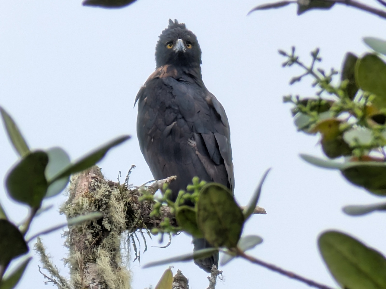 An adult Black-and-chestnut Eagle perched on top of a dead branch with vegetation in the foreground.