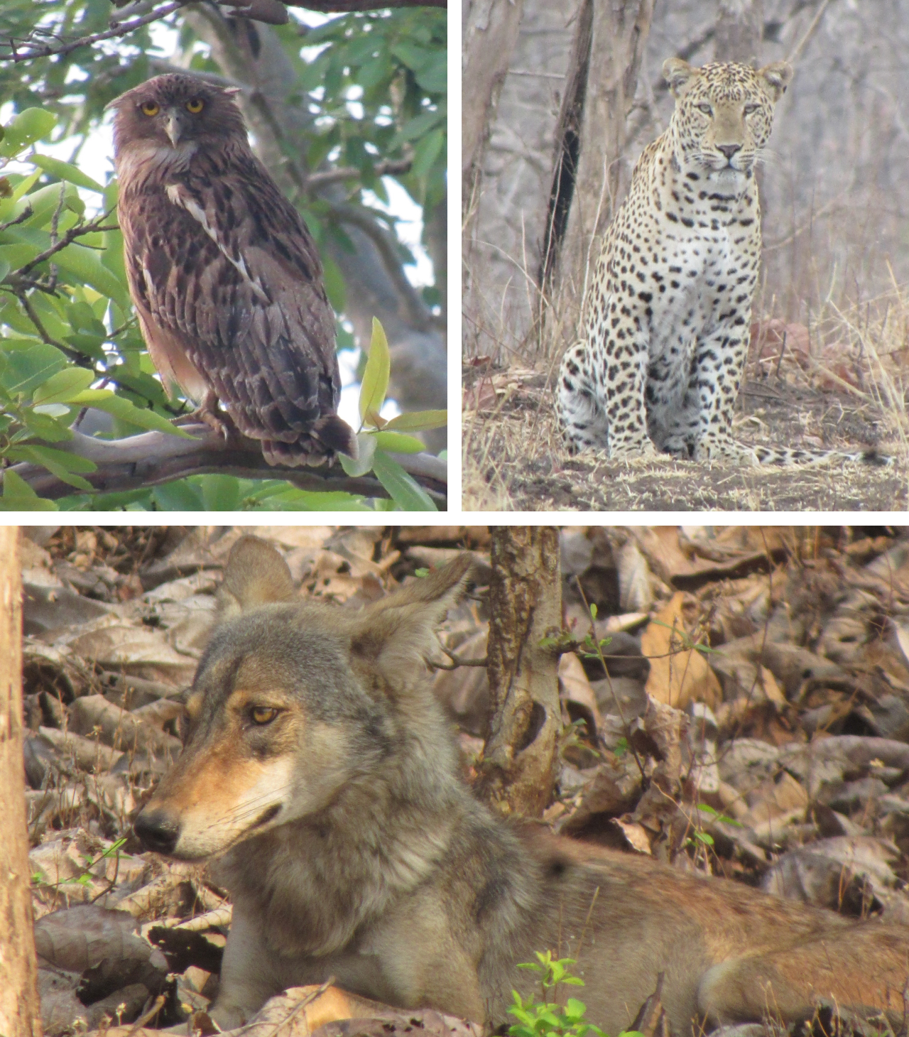 Three photos. Top left shows a Brown Fish-owl sitting on a branch. Top right shows a leopard sitting on the ground. Bottom is a closeup of an Indian gray wolf.