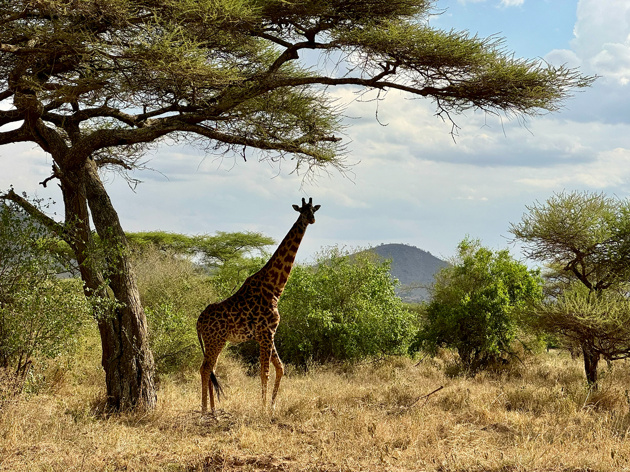 A Maasai Giraffe standing underneath a tree in front of a distant hill.
