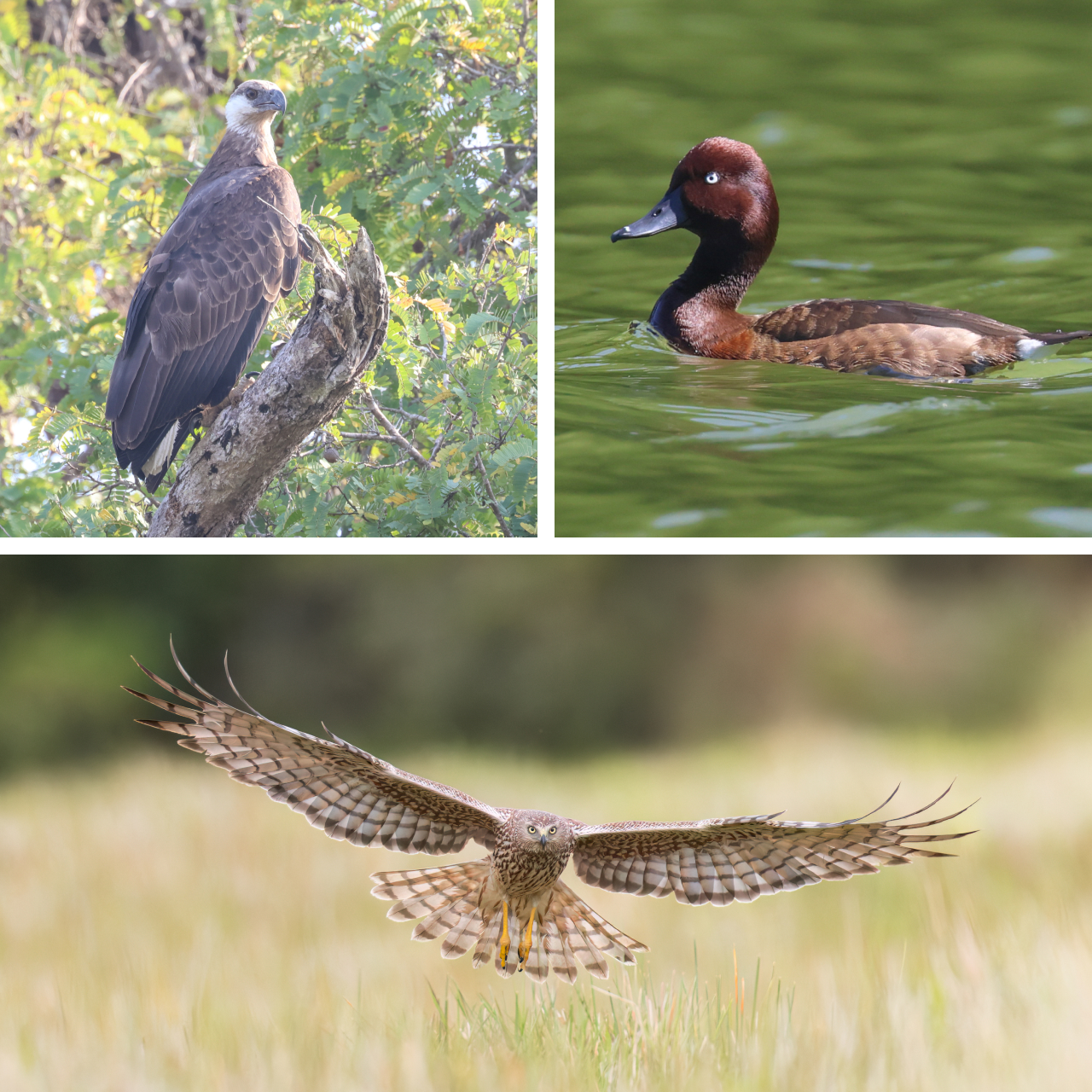 Three photos. Top left is a Madagascar Fish-eagle perched on a branch. Top right is a swimming Madagascar Pochard. Bottom is a Malagasy Harrier in flight.