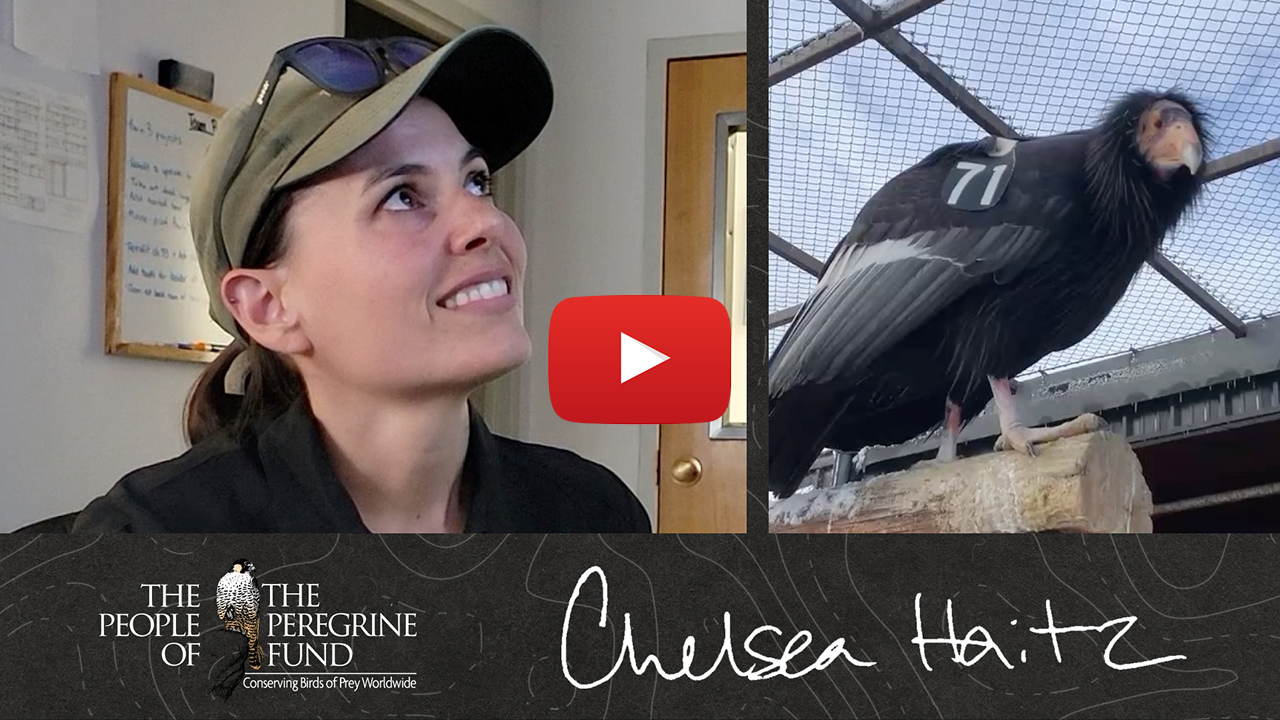 Two photos. Left shows Chelsea Haitz looking at a computer monitor and smiling. Right shows a California Condor on a perch in our propagation facility. Overlaid are a video play button, Chelsea's signature, and text reading &quot;The People of The Peregrine Fund.&quot;