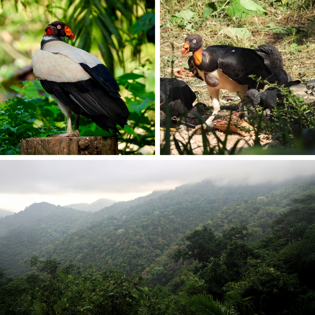 Three photos. Top left shows a King Vulture perched on a tree stump. Top right shows a King Vulture standing with several Black Vultures. Bottom shows the tropical rainforest habitat favored by King Vultures.