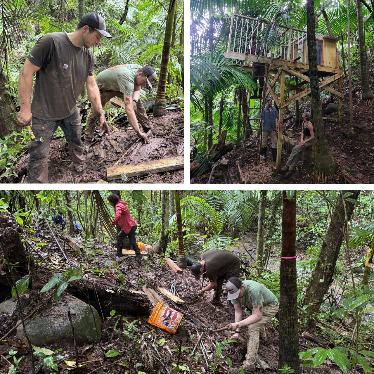 Three photos. Top left shows two biologists sinking foundational timber into thick mud. Bottom shows two biologists pounding rebar into jungle floor as a three others work in the background. Top right shows a half-finished hack tower and two biologists taking a brief break as a third continues working.