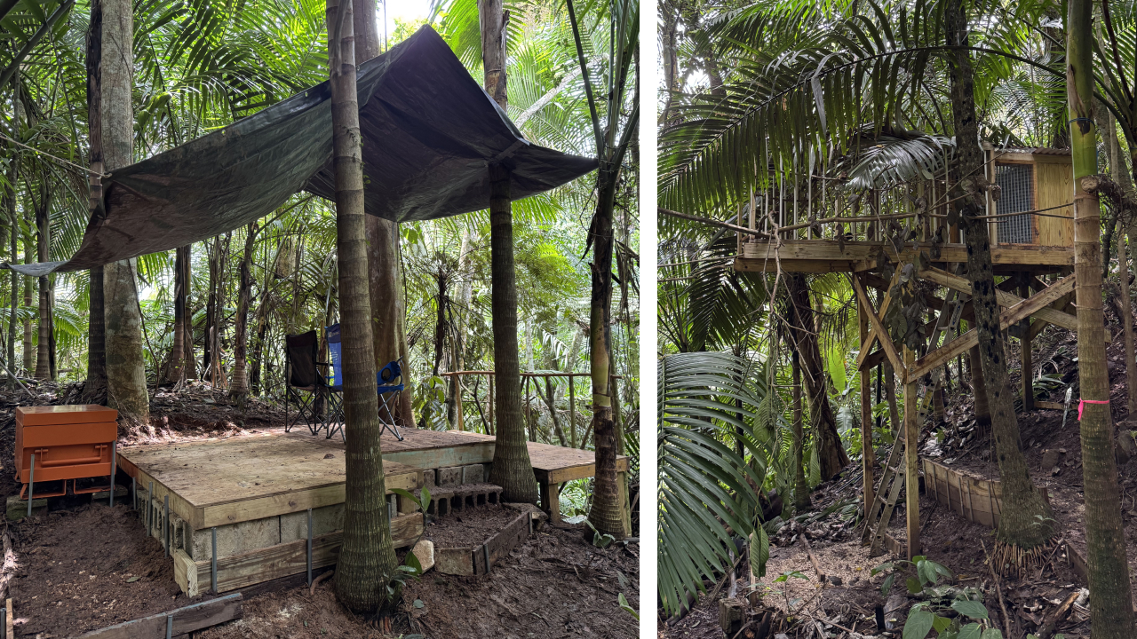 Two photos. Left shows our completed observation deck surrounded by jungle. Right shows our completed new hack tower and box.