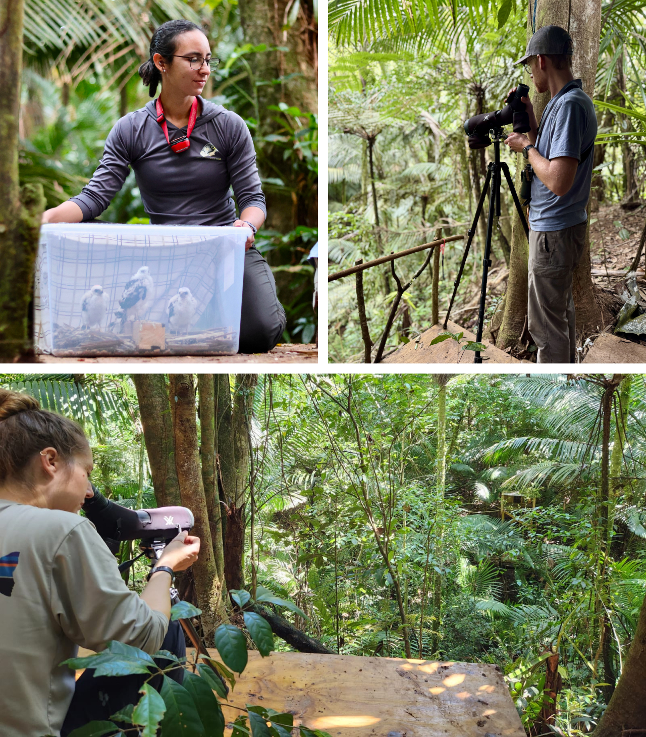 Three photos. Top left shows a biologist transporting young hawks to the hack site. Top right shows a biologist looking through a spotting scope on the observation deck. Bottom shows a view from the observation deck to the hack tower as another biologist looks through a scope.