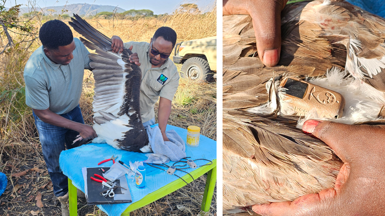 Two photos. Left shows biologists placing a GPS transmitter on a captured vulture. Right shows a closeup of the transmitter on the bird's back.