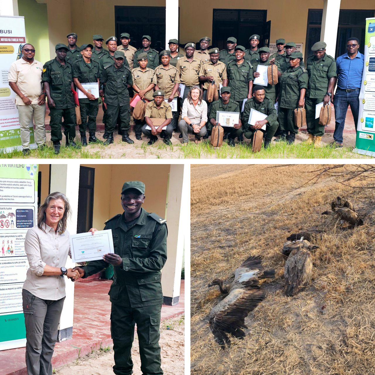 Three photos. Top shows park rangers posing for a group photo after a training event. Bottom left shows a ranger posing for a photo with a Peregrine Fund staff member holding their certificate for completing the training. Bottom right shows sickened vultures standing on the ground in various poses after a poisoning event.