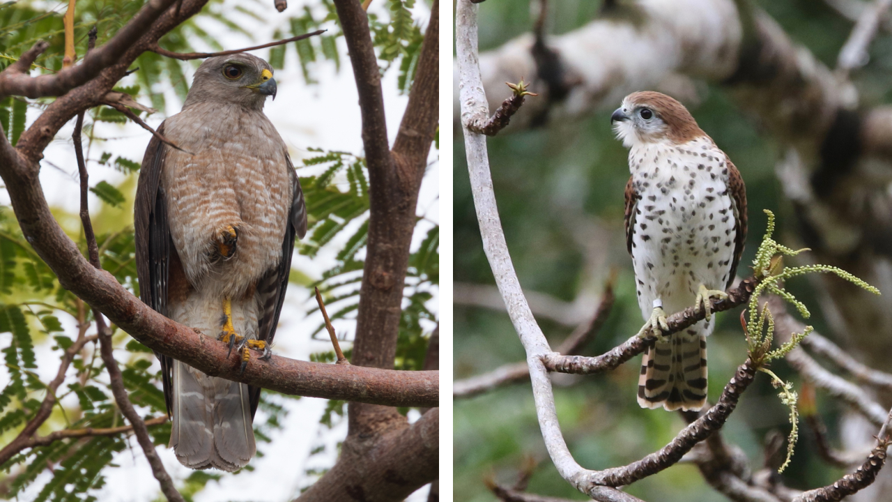 Two photos. Left shows a perched Ridgway's Hawk holding on foot up into its breast feathers. Right shows a perched Mauritius Kestrel with its head cocked to one side.