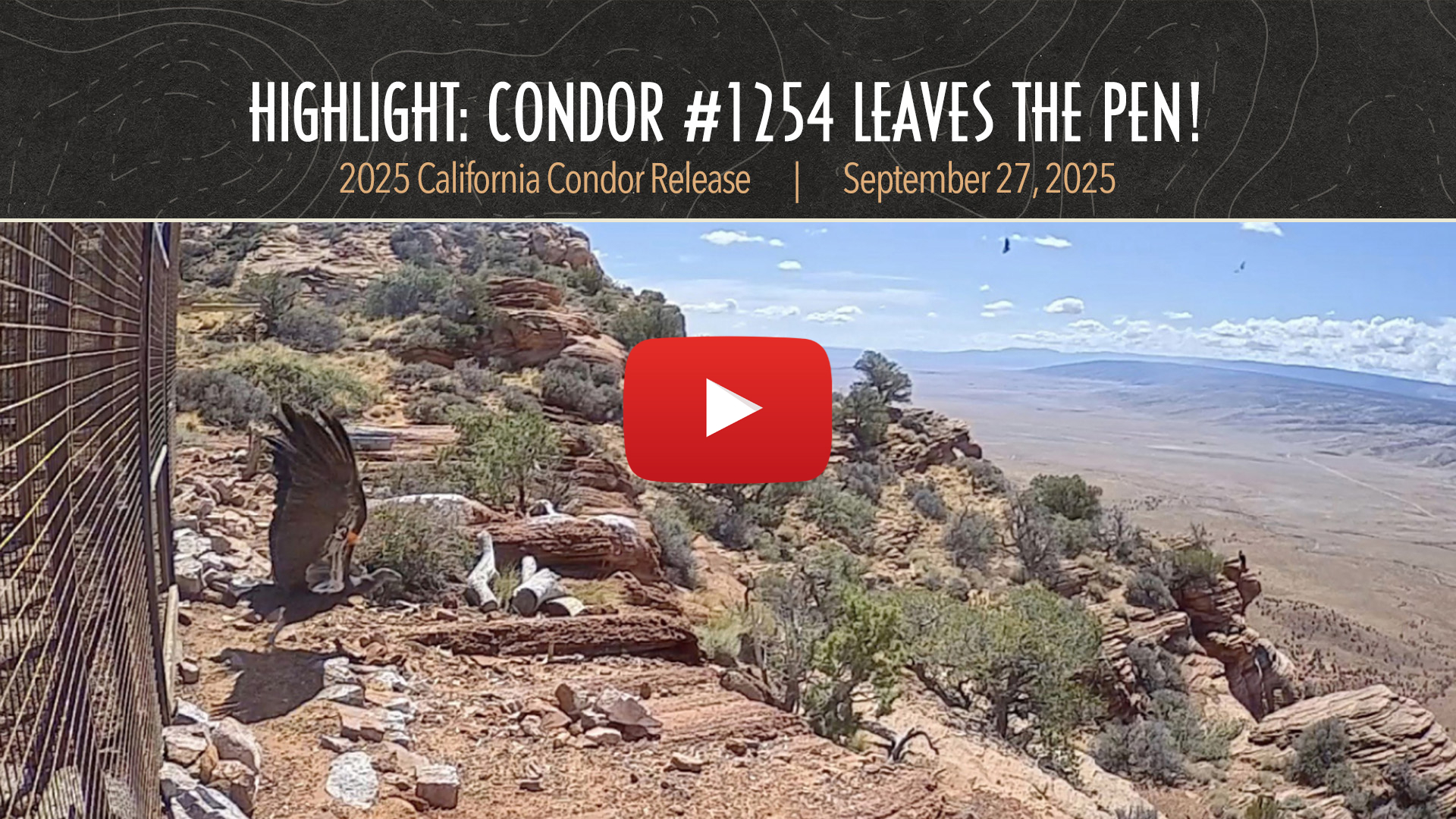 Video thumbnail for a clip of Condor #1254 leaving the release pen during the 2025 California Condor release livestream.